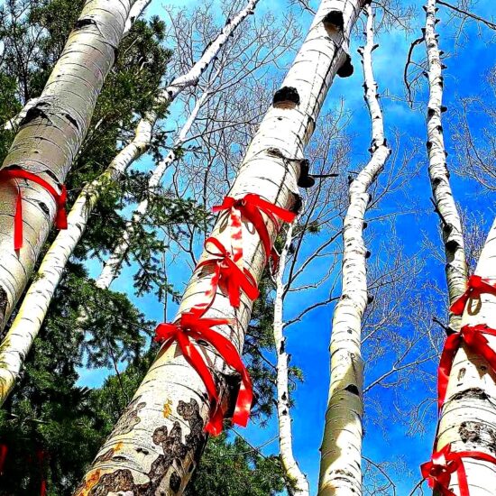 birch tree trunks with red ribbons and blue sky above